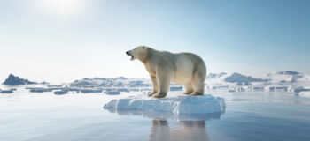 北极熊如履薄冰